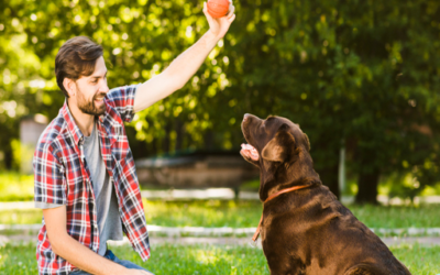 Playing With My Dog: 7 Questions Great Pet Owners Ask
