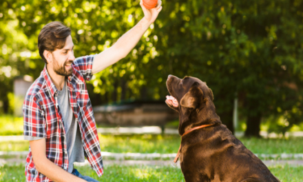 Playing With My Dog: 7 Questions Great Pet Owners Ask