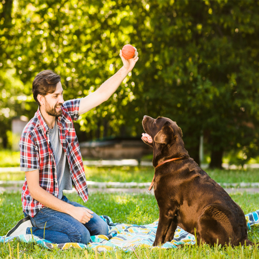 Playing With My Dog: 7 Questions Great Pet Owners Ask